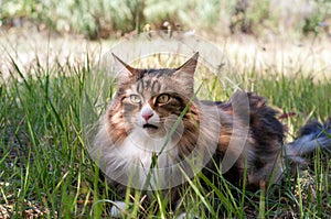 Front view of a adult male norwegian forest cat on the lawn l