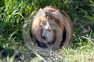 Front view of a adult male norwegian forest cat walking over the lawn looking curiously at camera