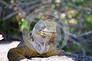 Front view of an adult yellow land iguana, iguana terrestre with closed eyes on a rock at South Plaza Island, Galapagos, Ecuador