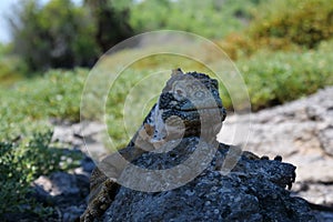 Front view of an adult yellow land iguana, iguana terrestre on a rock at South Plaza Island, Galapagos, Ecuador photo