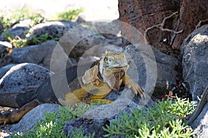 Front view of an adult yellow land iguana, iguana terrestre on a rock at South Plaza Island, Galapagos, Ecuador photo
