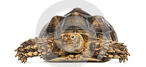 Front view of an African Spurred Tortoise, Geochelone sulcata