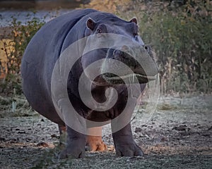 Front view of an aggressive hippopotamus