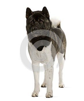 Front view of Akita Inu, standing photo