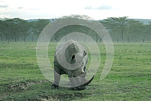 Front view of an amazing exemplar of white rhinoceros in the african savannah, safari thorugh Kenya. photo