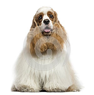 Front view of an American Cocker Spaniel, panting, sitting