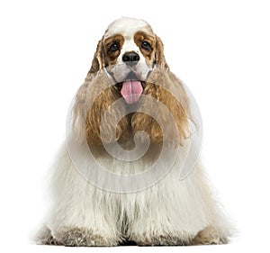 Front view of an American Cocker Spaniel, panting, sitting