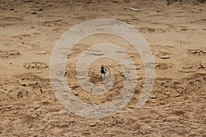 Front view of an American Golden Plover walking on a sandy beach in Kihei, Maui