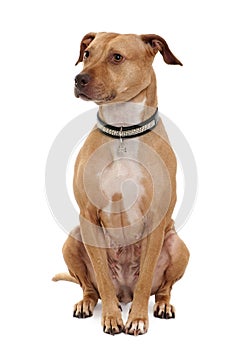 Front view of American Pit Bull Terrier, sitting photo