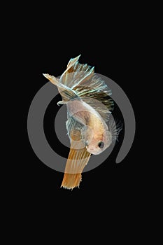 Front view angle of golden halfmoon marble grizzle betta siamese fighting fish