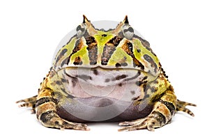 Front view of an Argentine Horned Frog, Ceratophrys ornata photo