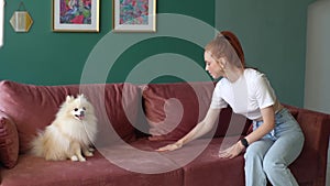 Front view of attractive young woman removing dog fur after molting from sofa at home, cute white small Spitz pet dog