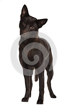 Front view of Australian Kelpie, standing