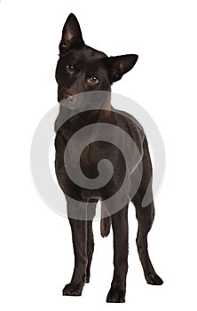 Front view of Australian Kelpie, standing photo