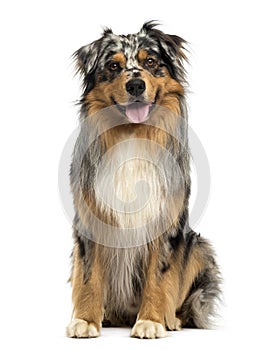 Front view of an Australian shepherd blue merle, sitting