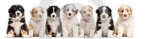 Front view of Australian Shepherd puppies