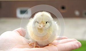front view of a baby chick staring at the camera.