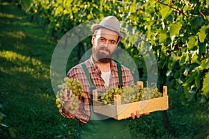 Front view background rich green vineyard young successful smile farmer bunch grape full box hand.