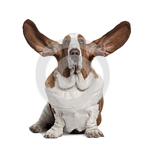 Front view of Basset Hound with ears up, sitting