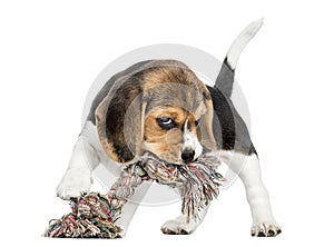 Front view of a Beagle puppy biting a rope toy, isolated