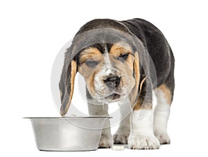 Front view of a Beagle puppy looking sick in front of his bowl