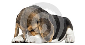 Front view of a Beagle puppy lying, hiding its face, isolated