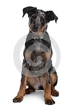 Front view of Beauceron dog, sitting