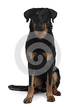 Front view of Beauceron, sitting