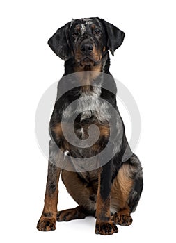 Front view of Beauceron, sitting