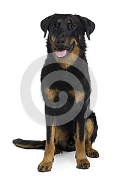 Front view of Beauceron sitting and panting