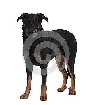 Front view of Beauceron, standing