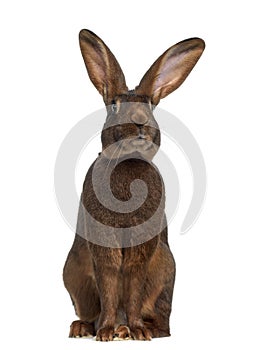 Front view of Belgian Hare photo