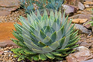 Front view of big wet Spiral Aloe cacti plant in green grown in