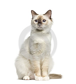 Front view of a Birman cat sitting