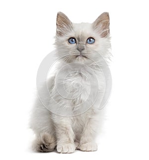 Front view of a Birman kitten sitting, isolated on white