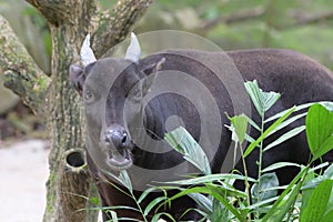Front view of a black goat biting at some leaves
