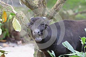 Front view of a black goat munching at some leaves