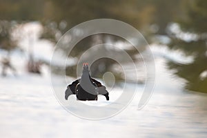 Front view of black grouse cock lekking on snow early in the morning in spring.