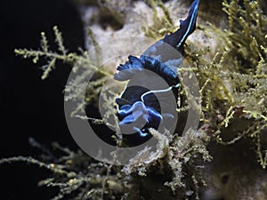 Front view of a Black nudibranch (Tambja capensis) sea slug