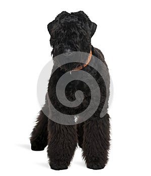 Front view of Black Russian Terrier, standing