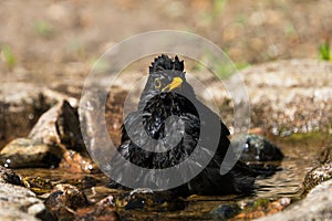 Front view of blackbird