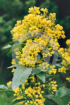 Front view of blooming mahonia flowers growing outdoor in the garden.