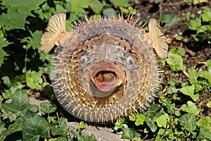 Front view of a blow fish or porcupine fish