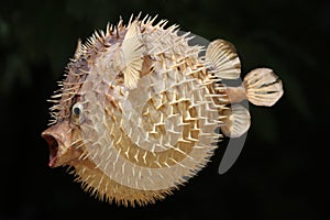 Front view of a blow fish or porcupine fish