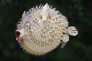 Front view of a blow fish or porcupine fish