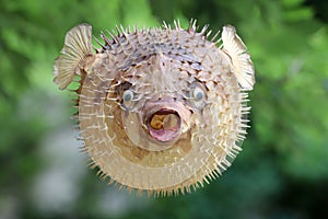 Front view of a blow fish or porcupine fish