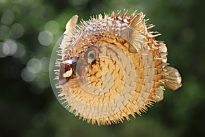 Front view of a blow fish or porcupine fish