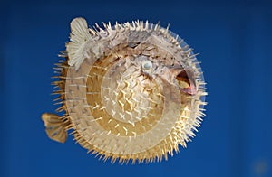 Front view of a blow fish or porcupine fish