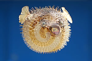 Front view of a blow fish or porcupine fish