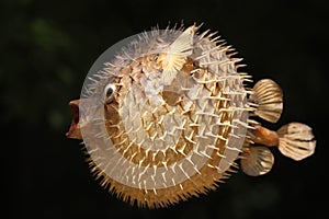 Front view of a blow fish or porcupine fish